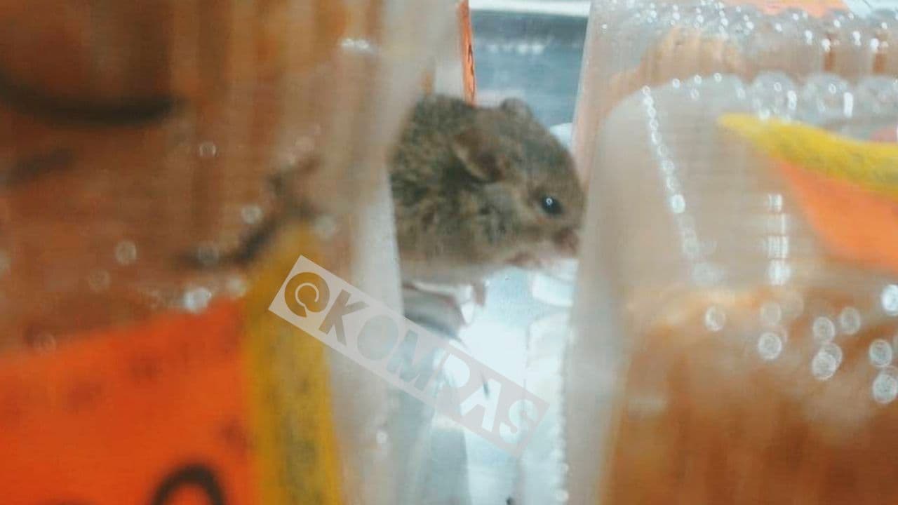 В Одесі у супермаркеті на полиці з випічкою бігають миші: обурливі фото